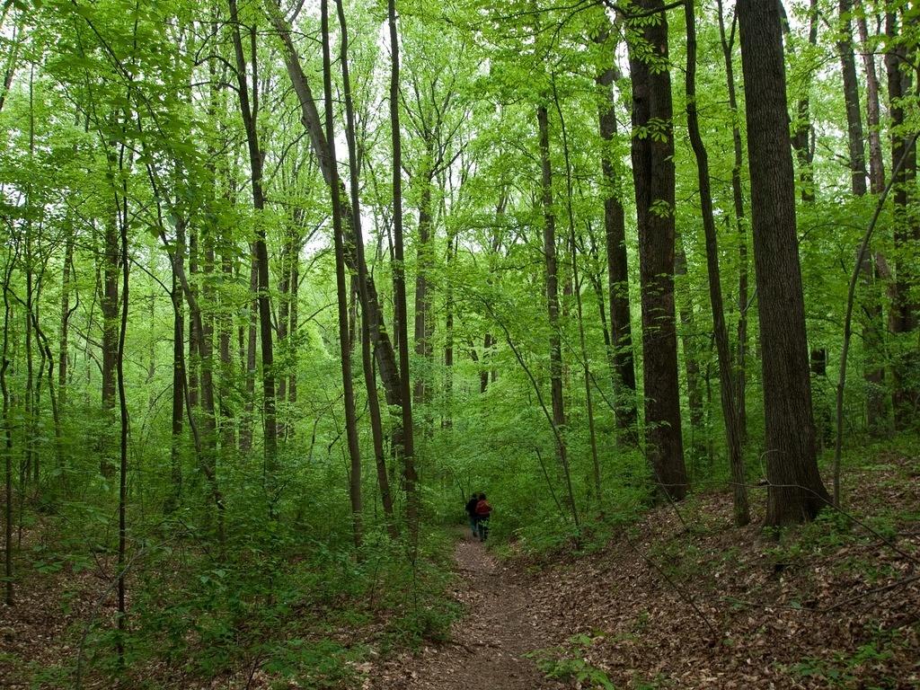 Mani and Anna hiking through new growth