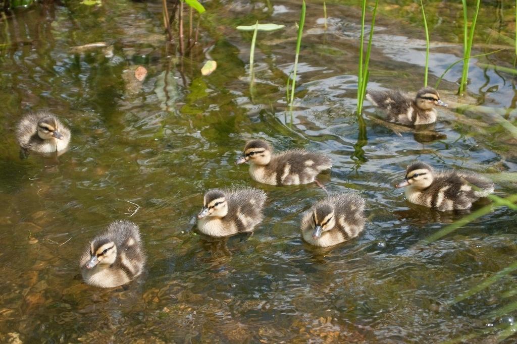 Ducklings