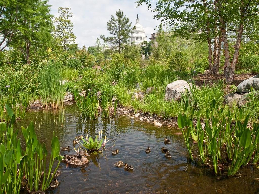 Ducks and the Capitol