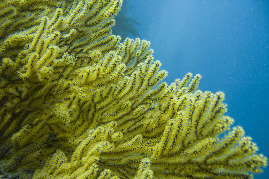 California Golden Gorgonian