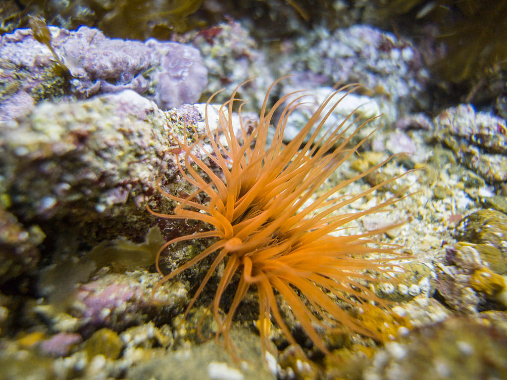 Orange anemone