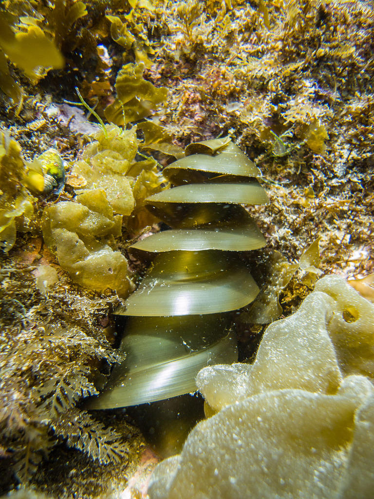 Horn shark egg