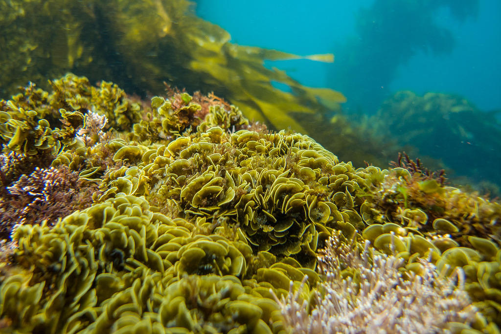 Ruffled algae