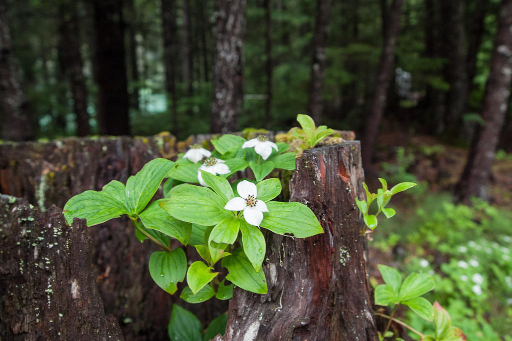 Stump flowers