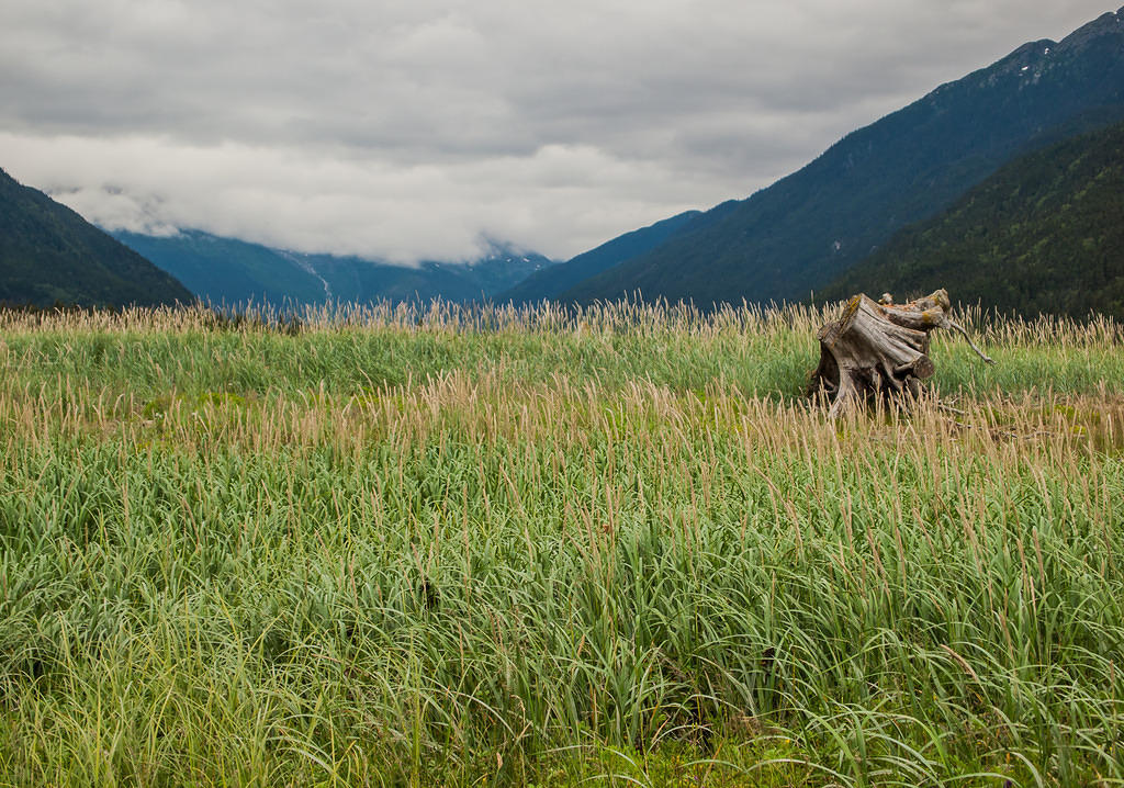 Taiya river flats