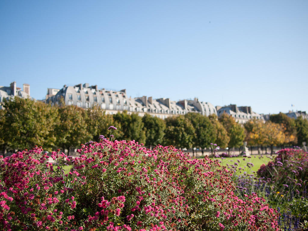Flowers in Jardin des Tuileries