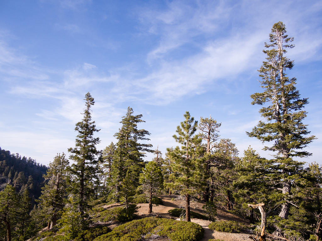 Angeles National Forest