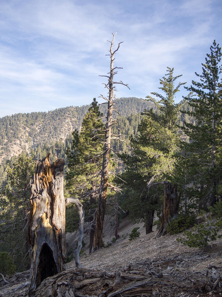 Angeles National Forest