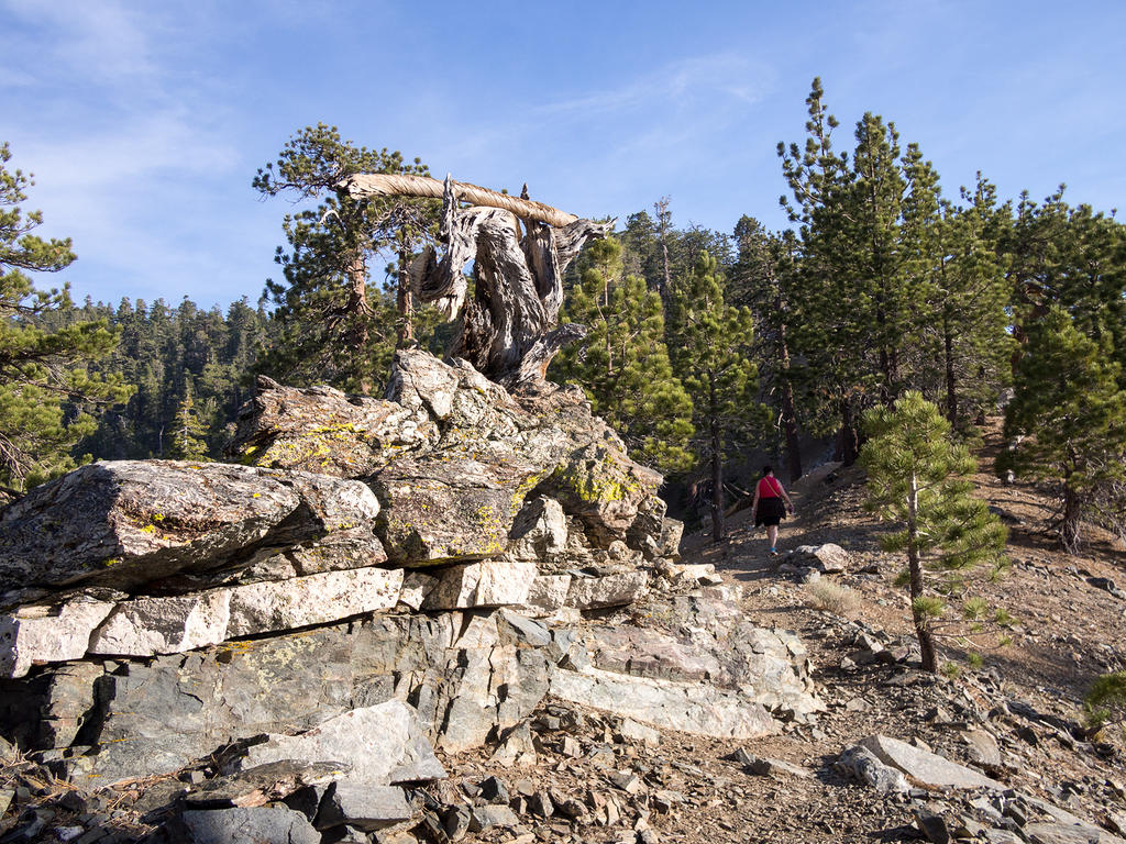 Angeles National Forest