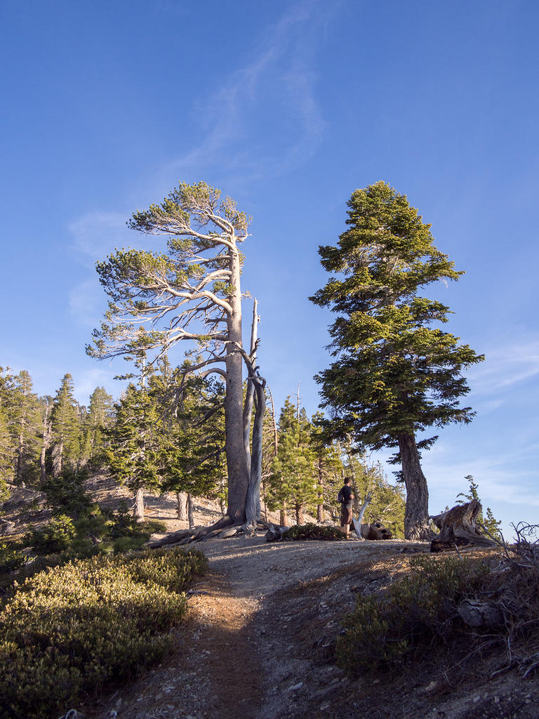 Angeles National Forest