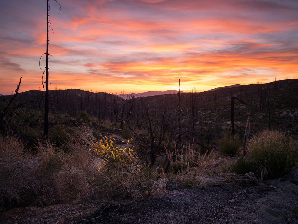 Yellow flowers and sunset over a recent forest fire