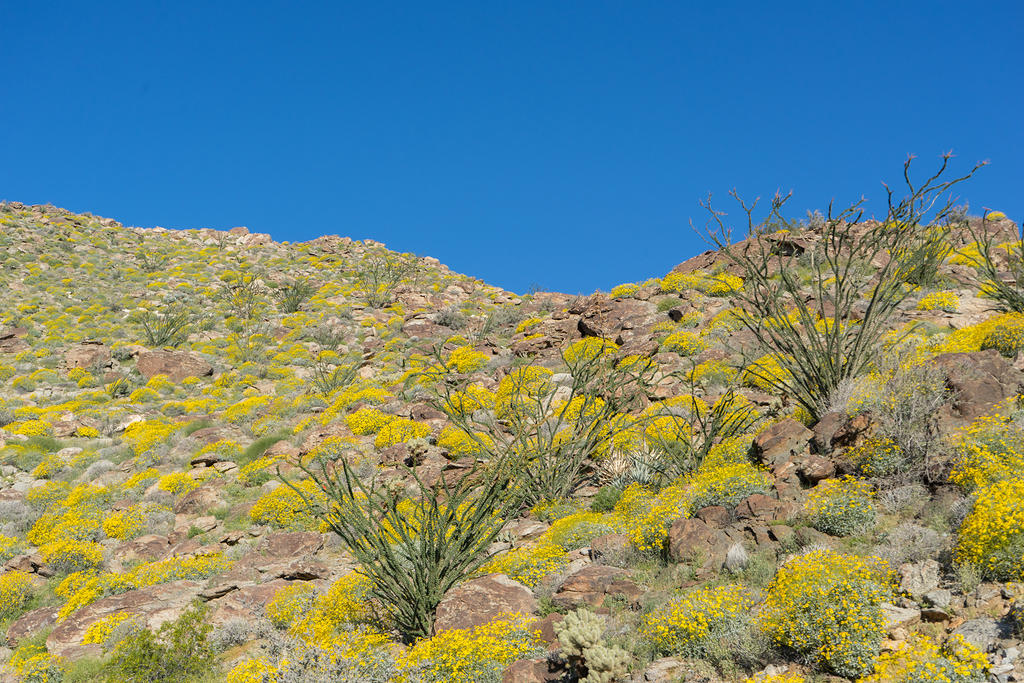 Brittlebrush and Ocotillo on Montezuma Valley Road