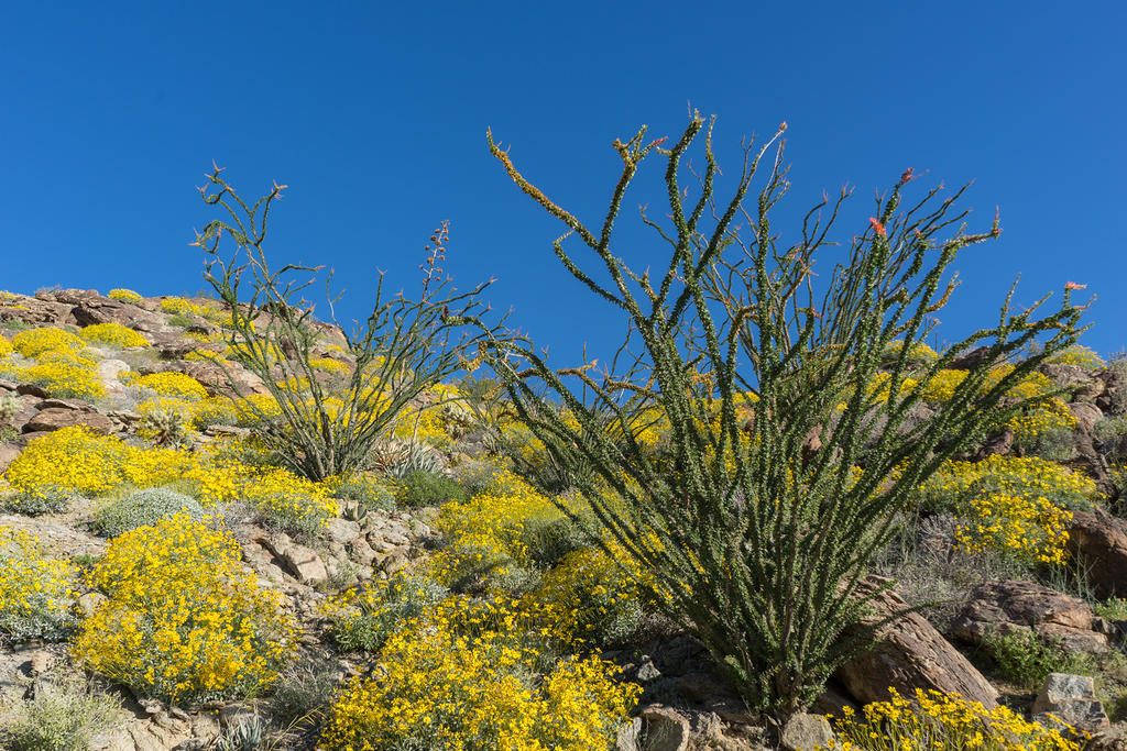 Brittlebrush and Ocotillo on Montezuma Valley Road