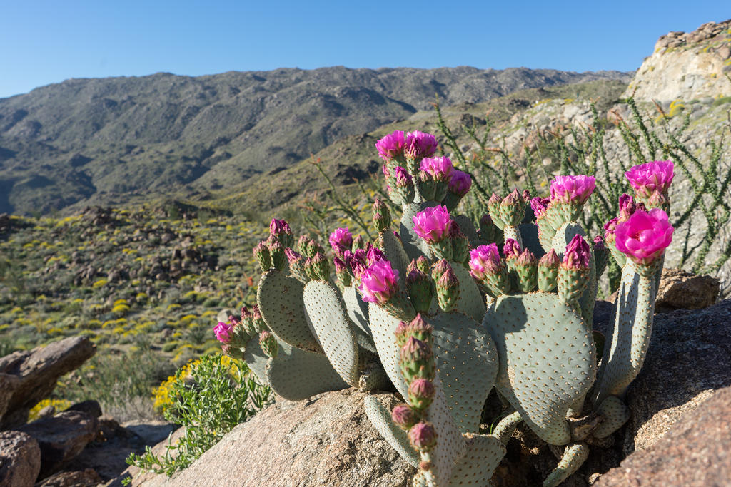 Beavertail Cactus