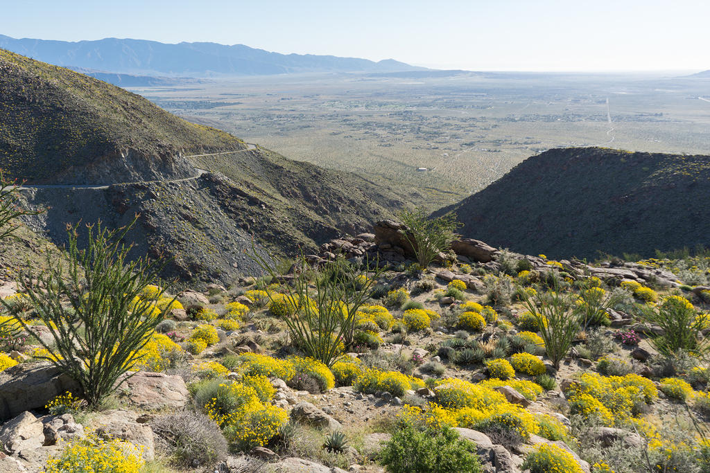 Brittlebrush and Ocotillo on Montezuma Valley Road