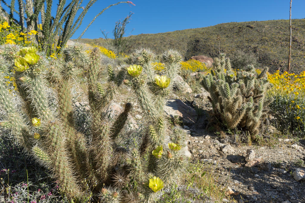 Blooming cactus