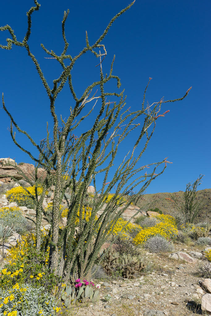 Ocotillo