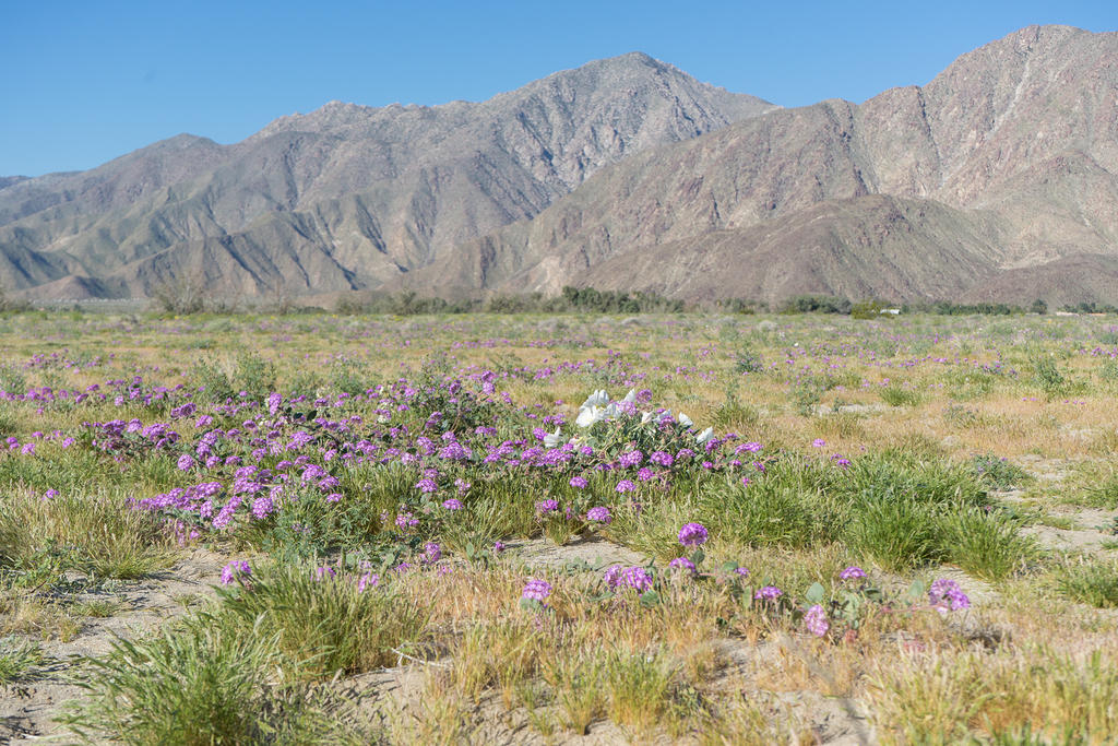 Desert Sand Verbena