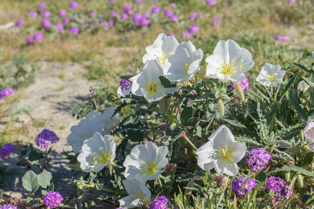 Dune Evening Primrose