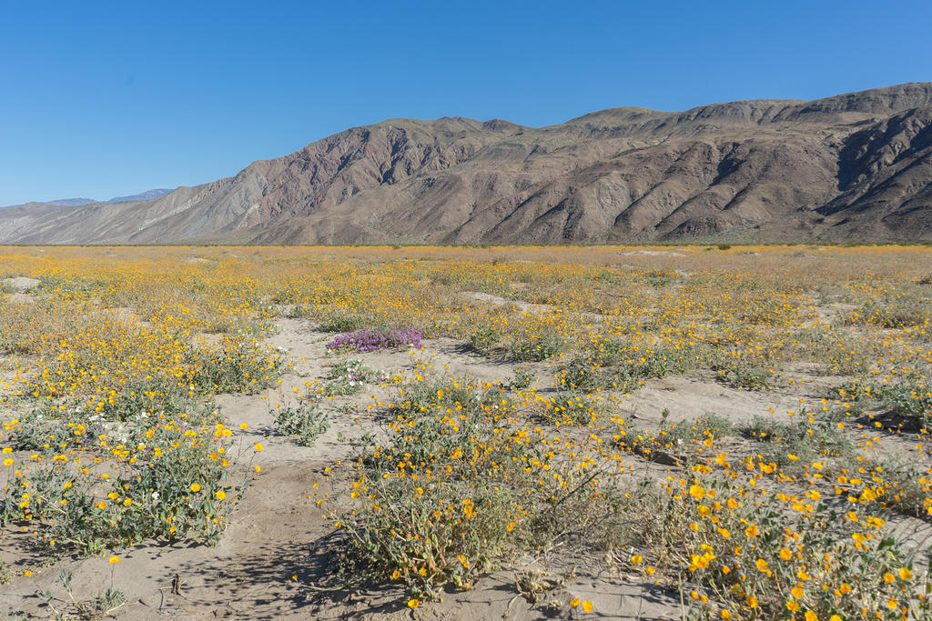 Anza Borrego Wildflows