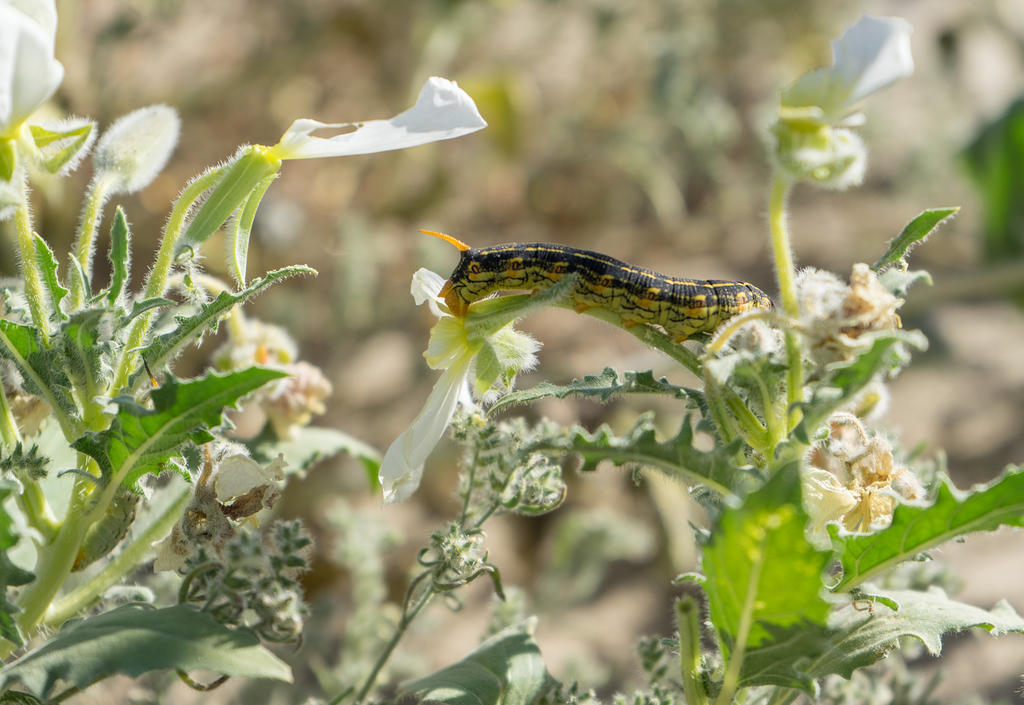 White-lined sphinx moth caterpillar