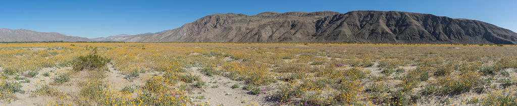 Anza Borrego Wildflows panoramic