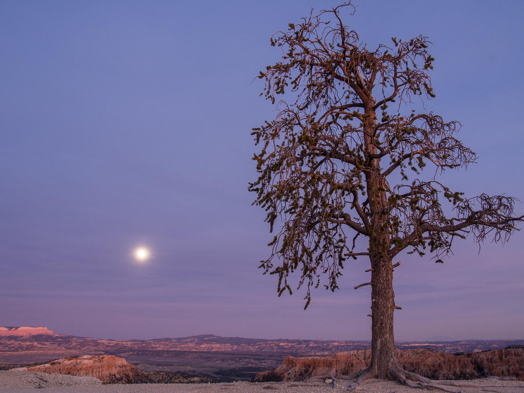Tree on the rim of Bryce