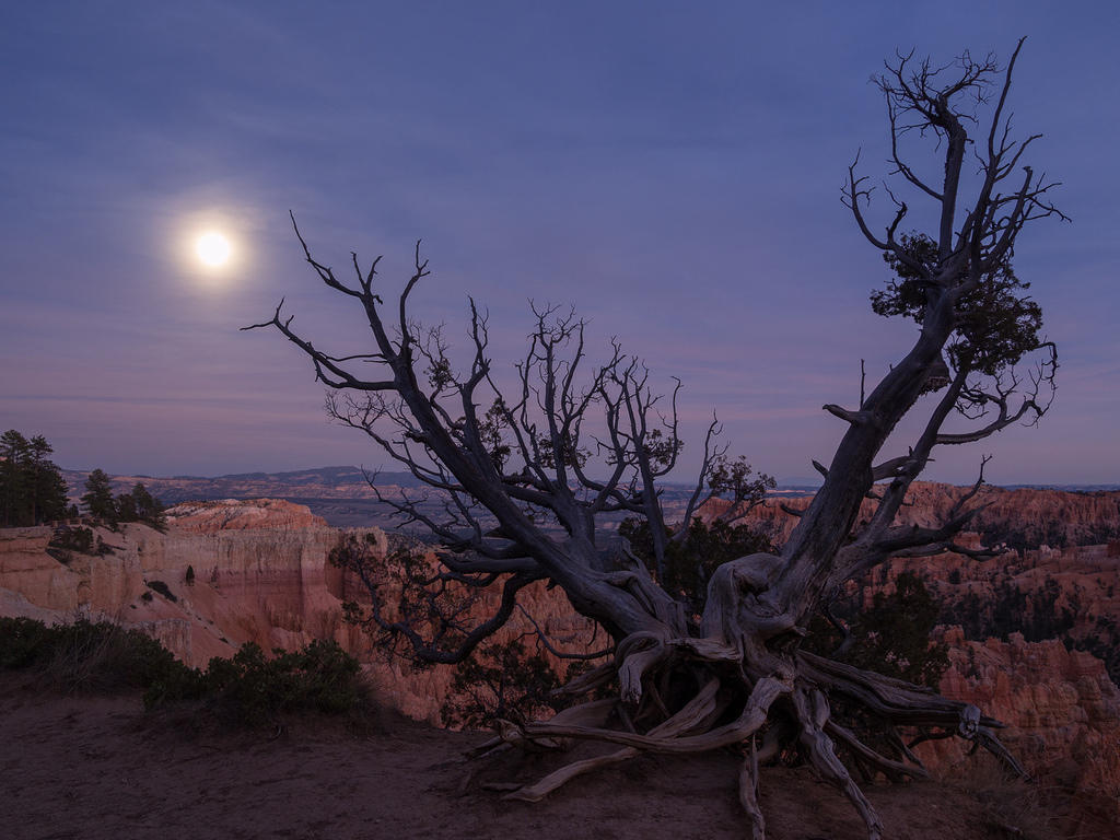 Gnarled Bryce tree, rising moon