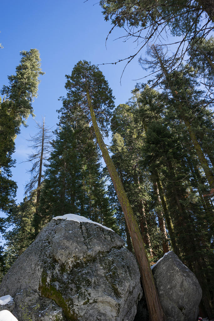 Big Trees Trail