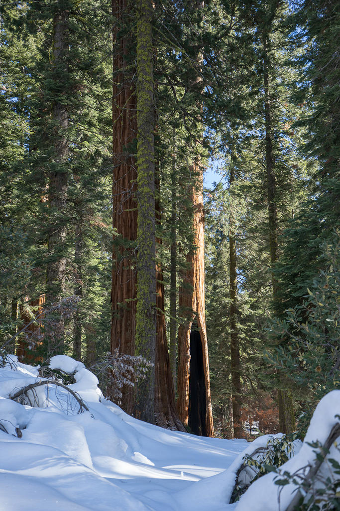 Big Trees Trail