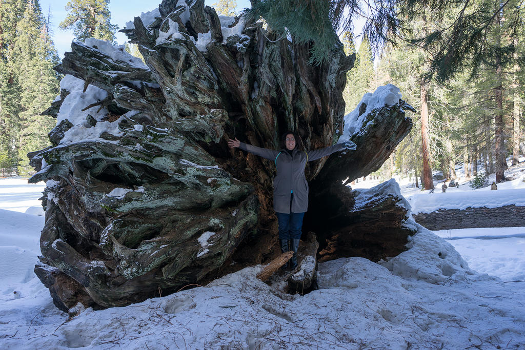 Anna in the roots