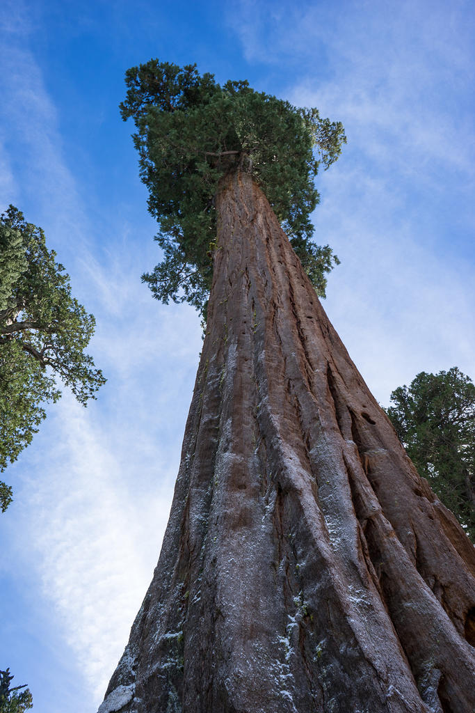 Sequoia and snow