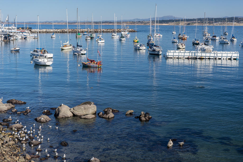 Seals at Monterey Bay