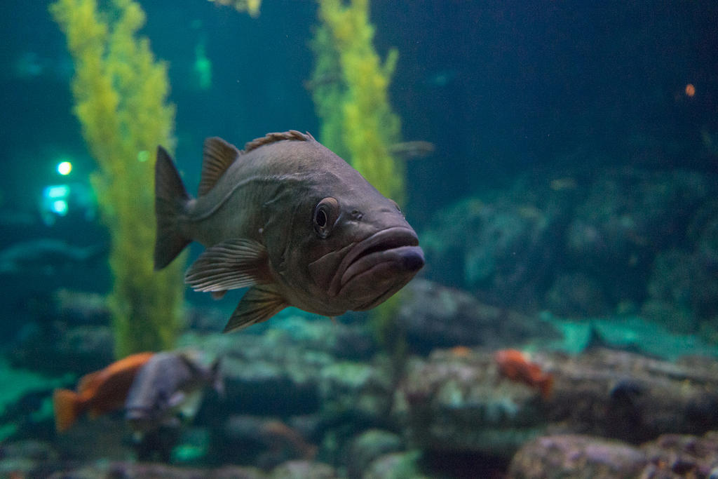 Monterey Bay Aquarium