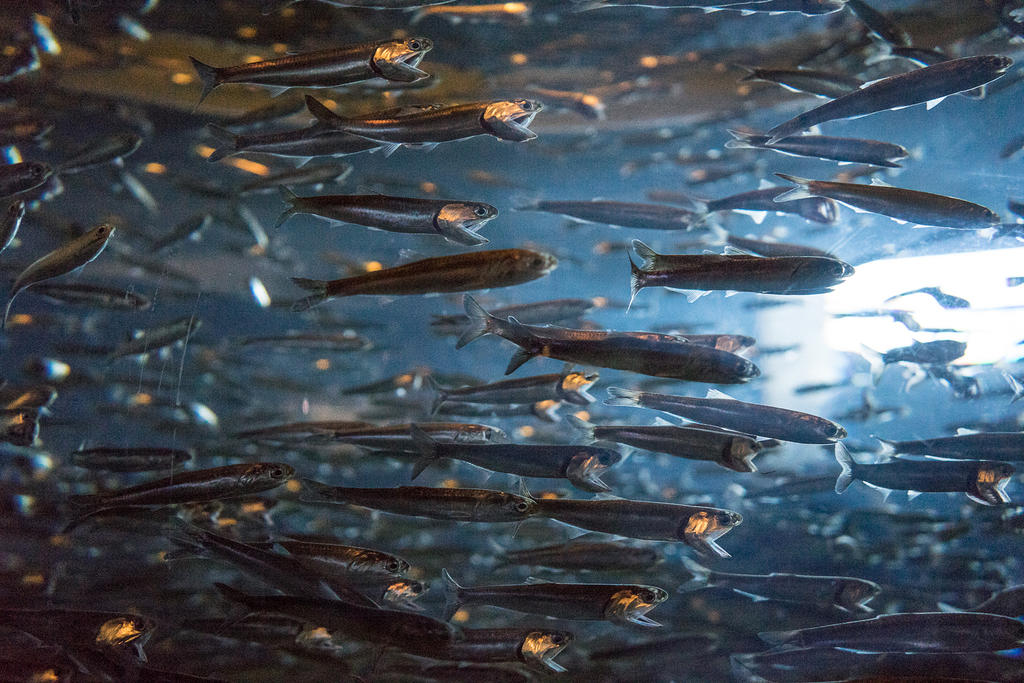 Monterey Bay Aquarium