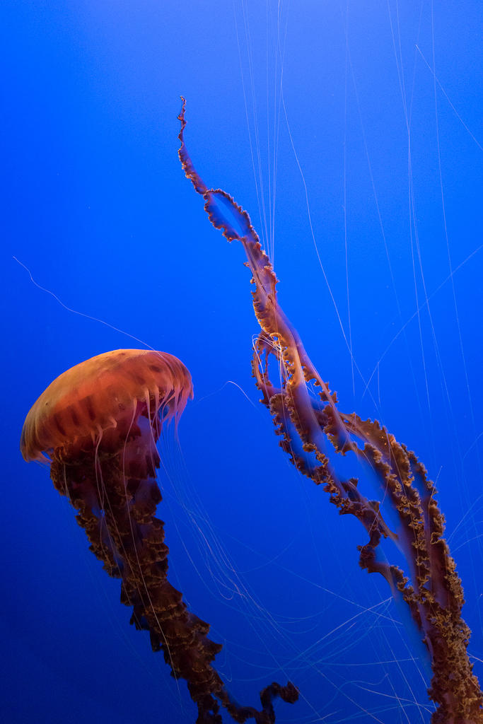 Jellyfish at Monterey Bay Aquarium