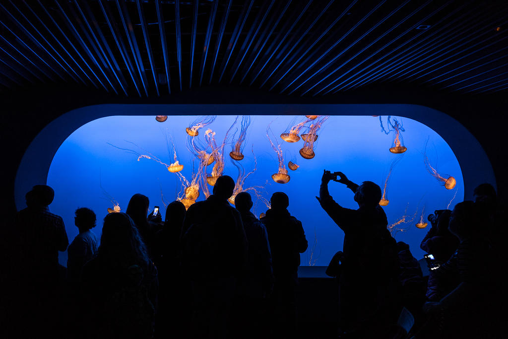 Jellyfish at Monterey Bay Aquarium