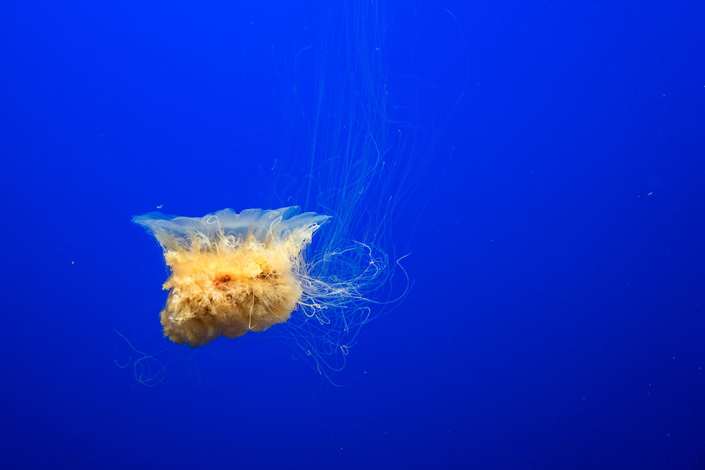 Jellyfish at Monterey Bay Aquarium