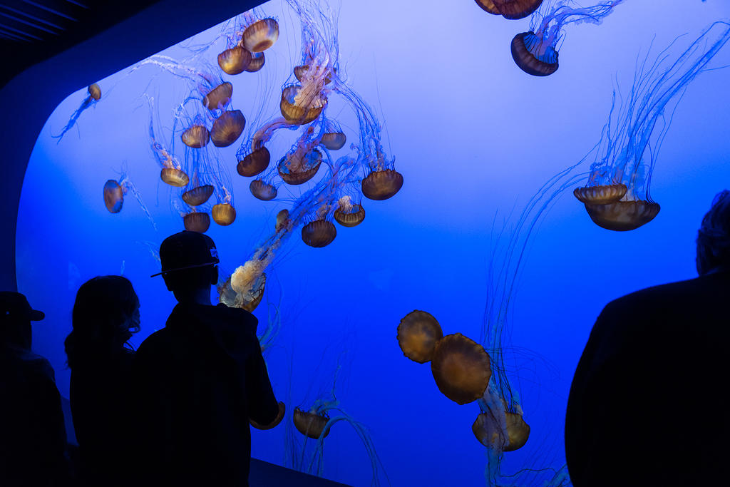 Jellyfish at Monterey Bay Aquarium