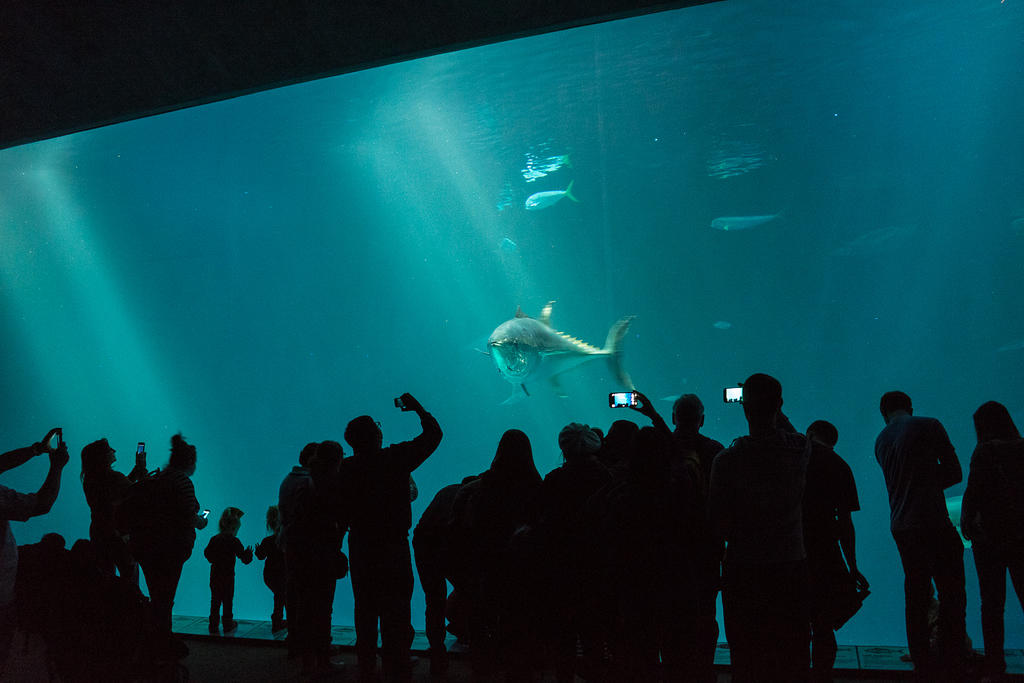 Tuna at Monterey Bay Aquarium