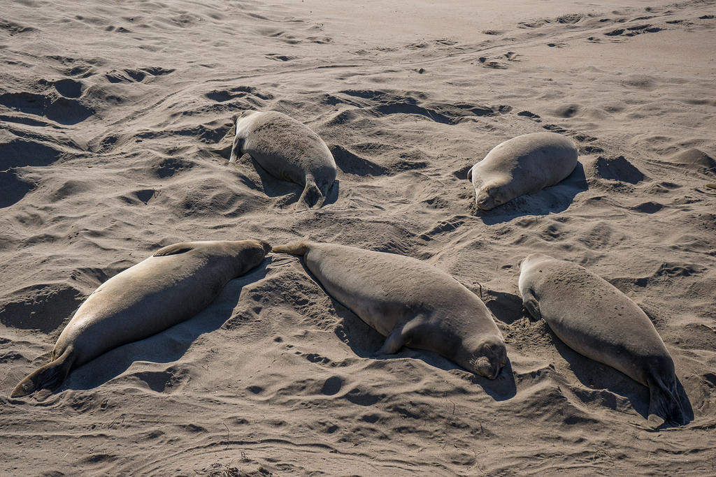 Elephant Seals at San Simeon