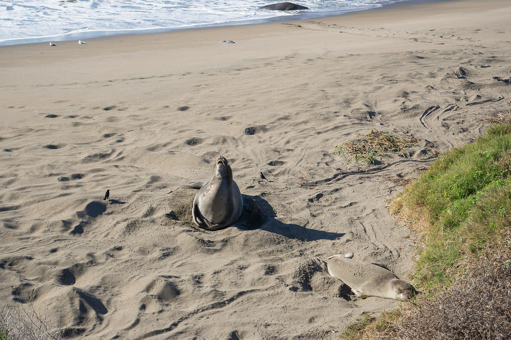 Elephant Seals at San Simeon