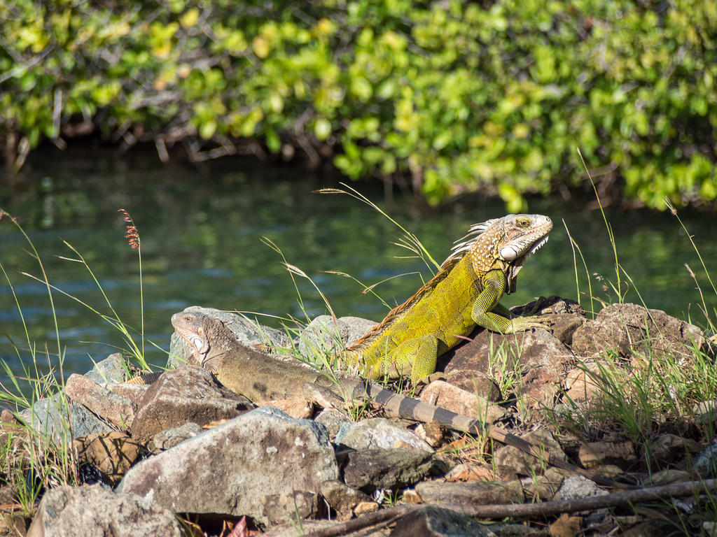 Lizard pair