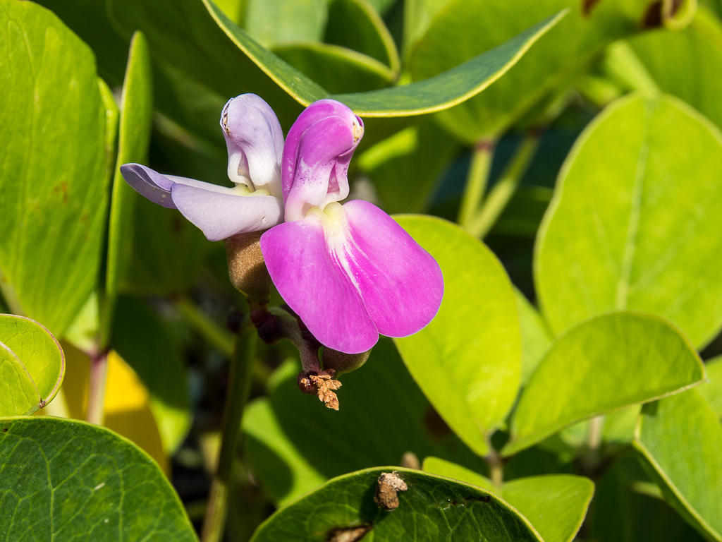 Beach flowers