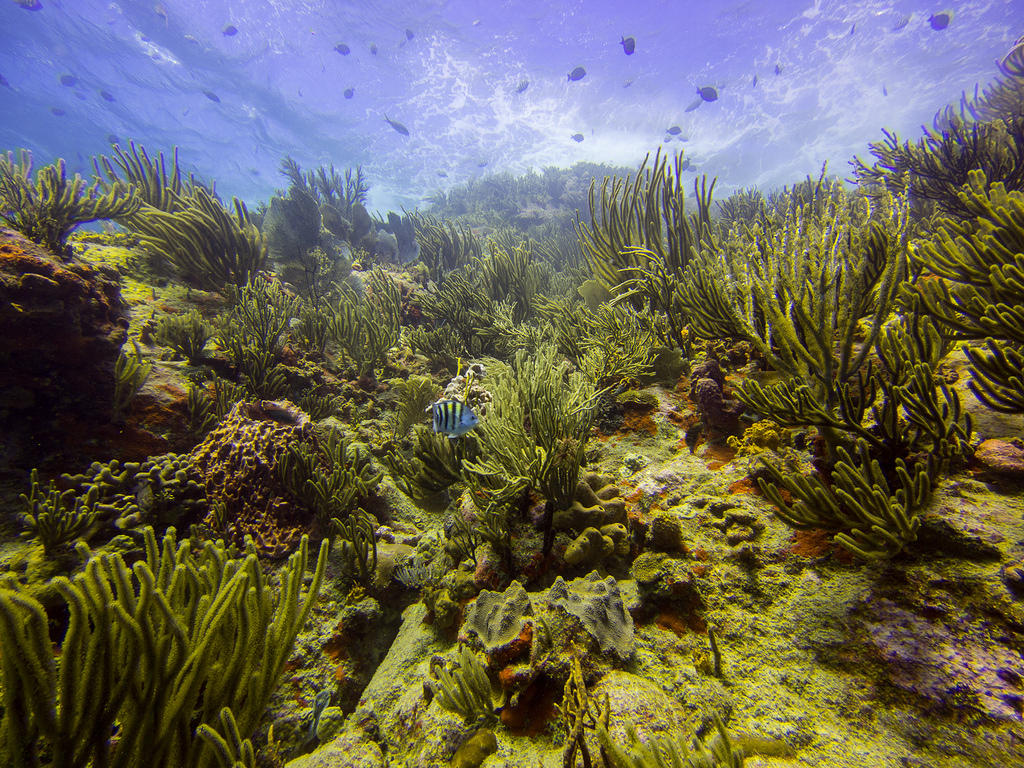 Corals and fish