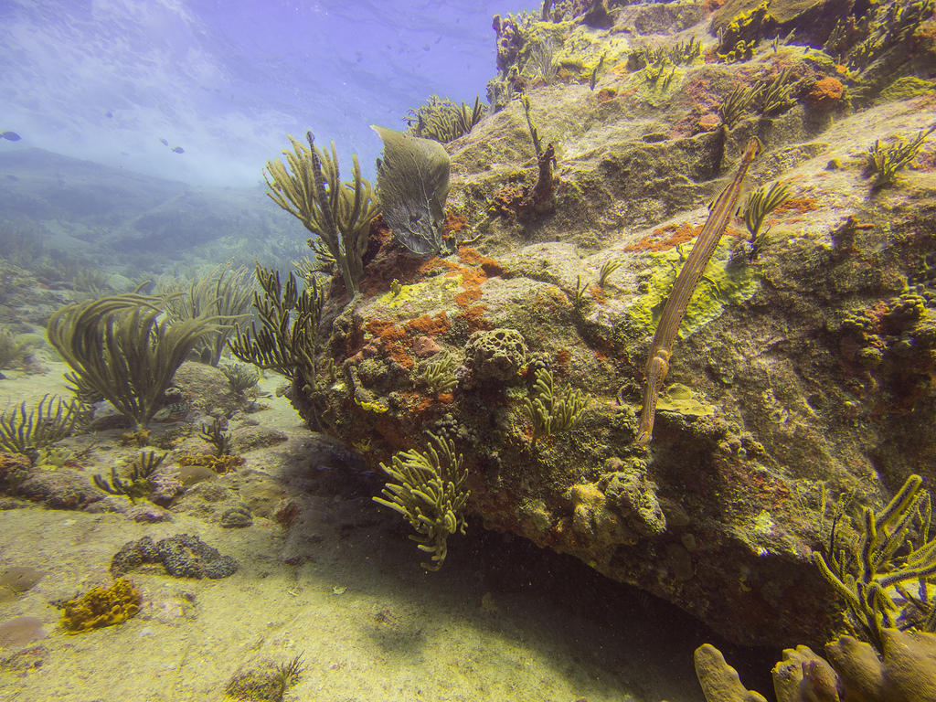 Trumpetfish‎