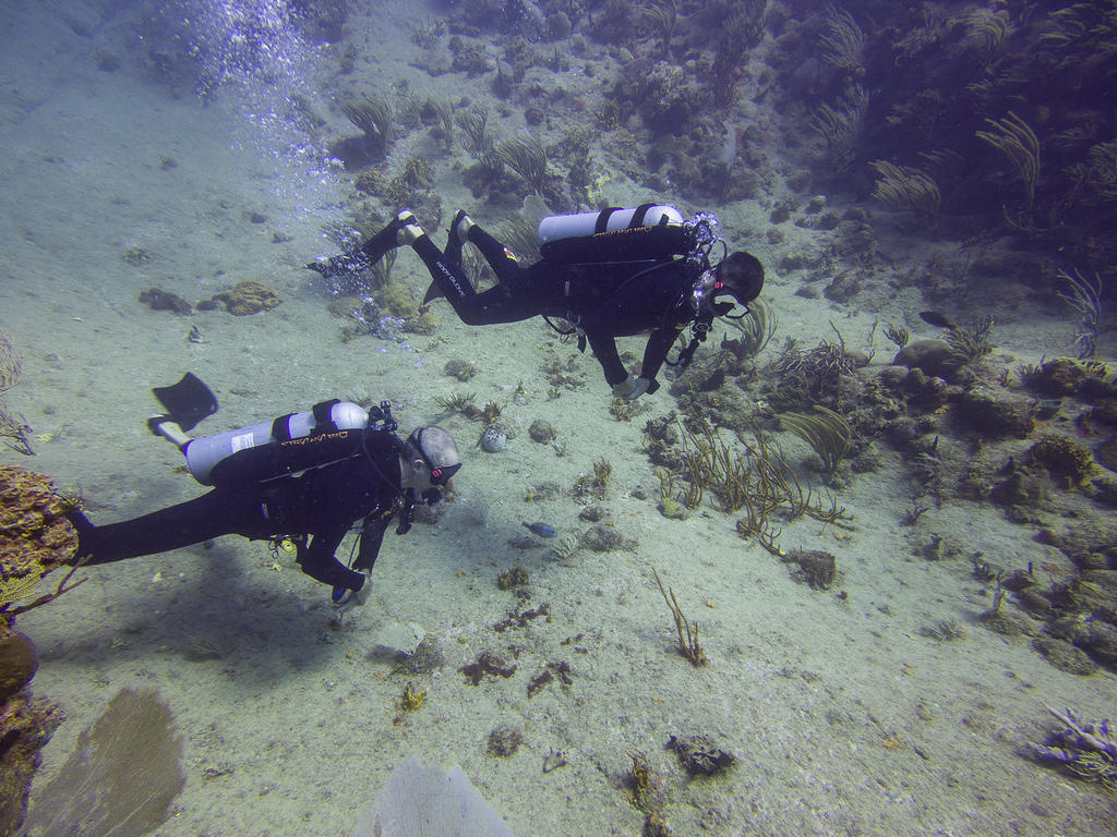 Paul and Pete diving