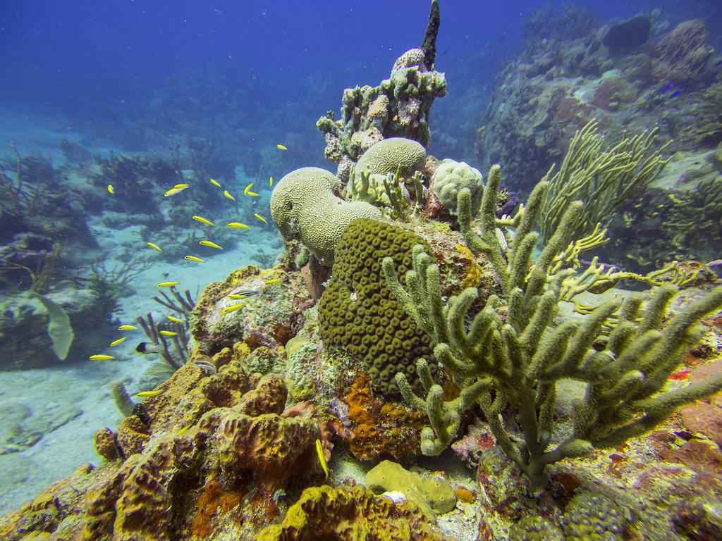 Yellow fish and corals