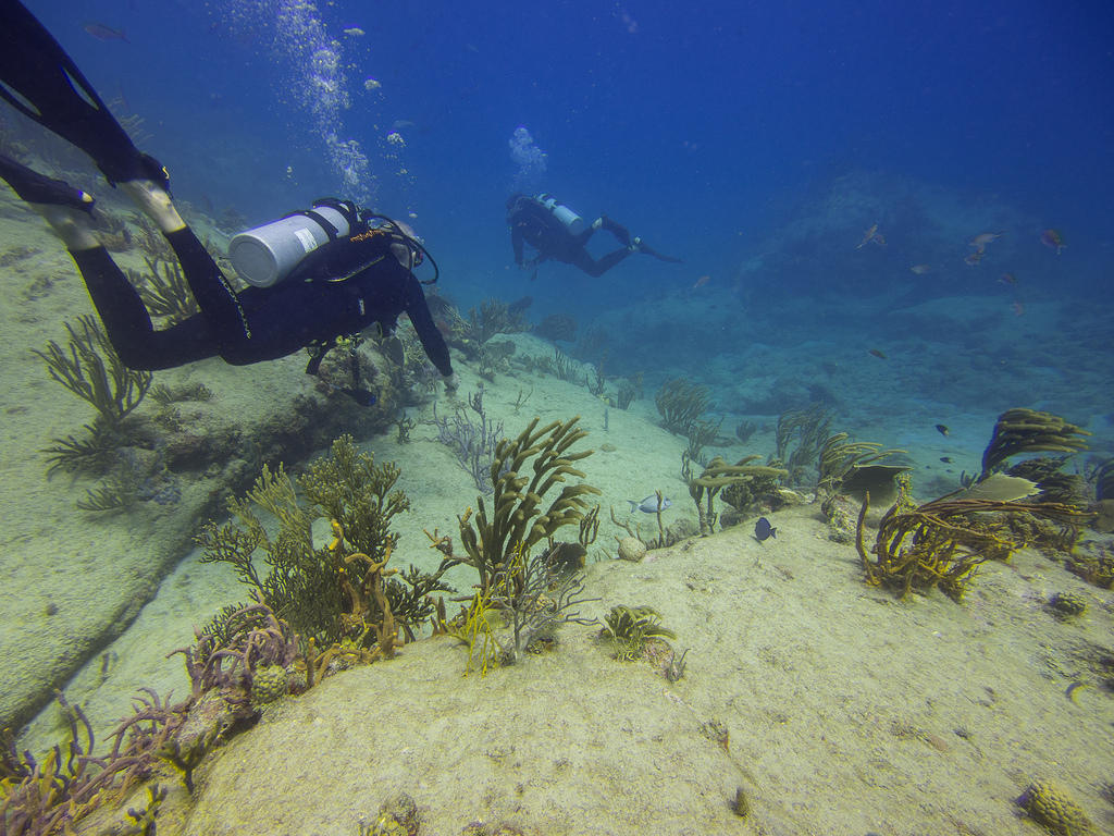 Paul and Pete diving