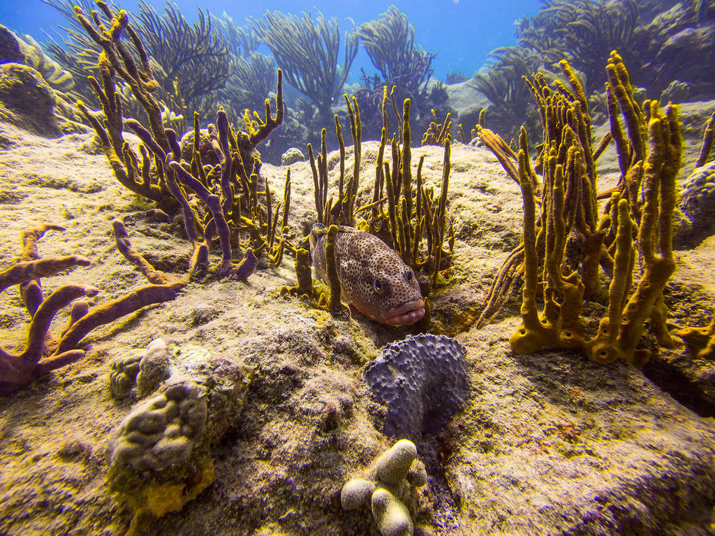 Fish hidden in the coral